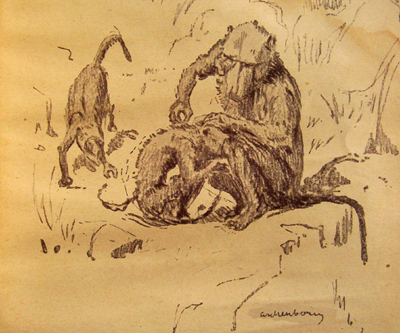 Bild Drei Paviane von Uli Aschenborn